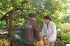Hạt Cacao Rang