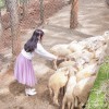 Khu vui chơi Wonder Land - Đà Lạt Wonder Resort