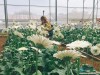 Làng hoa Vạn Thành Đà Lạt