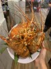Lẩu ghẹ kim chi Đà Lạt