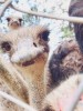 Tour tham quan sở thú Zoodoo Đà Lạt