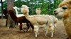 Tour tham quan sở thú Zoodoo Đà Lạt
