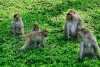 Tour Đảo khỉ - Suối hoa lan một ngày từ Nha Trang
