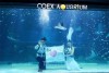 Vé tham quan Coex Aquarium tại Seoul