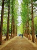 Tour Hàn Quốc 5N4D 2026 | Seoul – Đảo Nami – Everland | Khởi Hành Từ Hà Nội