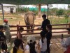 FLC Zoo Safari Park Quy Nhơn