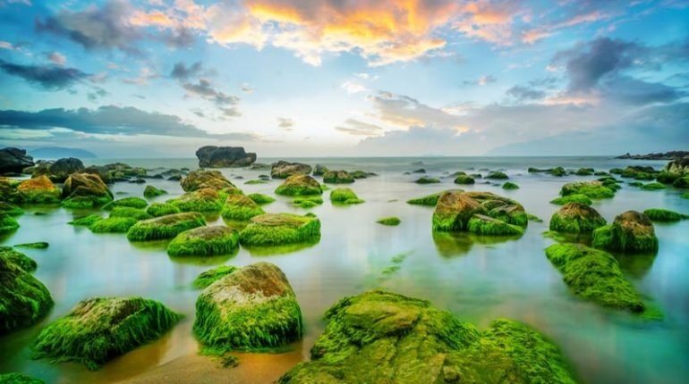 Bãi Rạn Nam Ô, Đà Nẵng