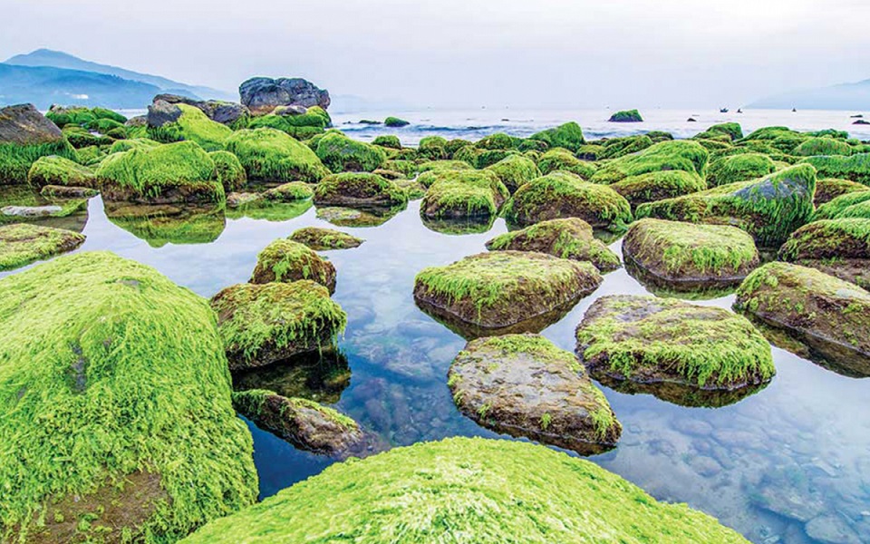 Bãi Rạn Nam Ô, Đà Nẵng