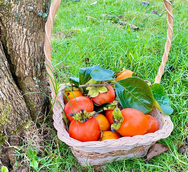 Cầu Đất Garden Coffee Đà Lạt
