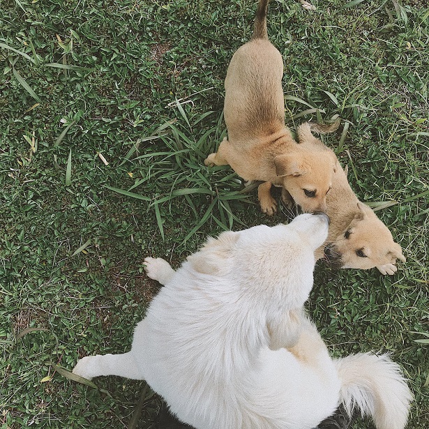 Đặt chỗ tại DalatCamp