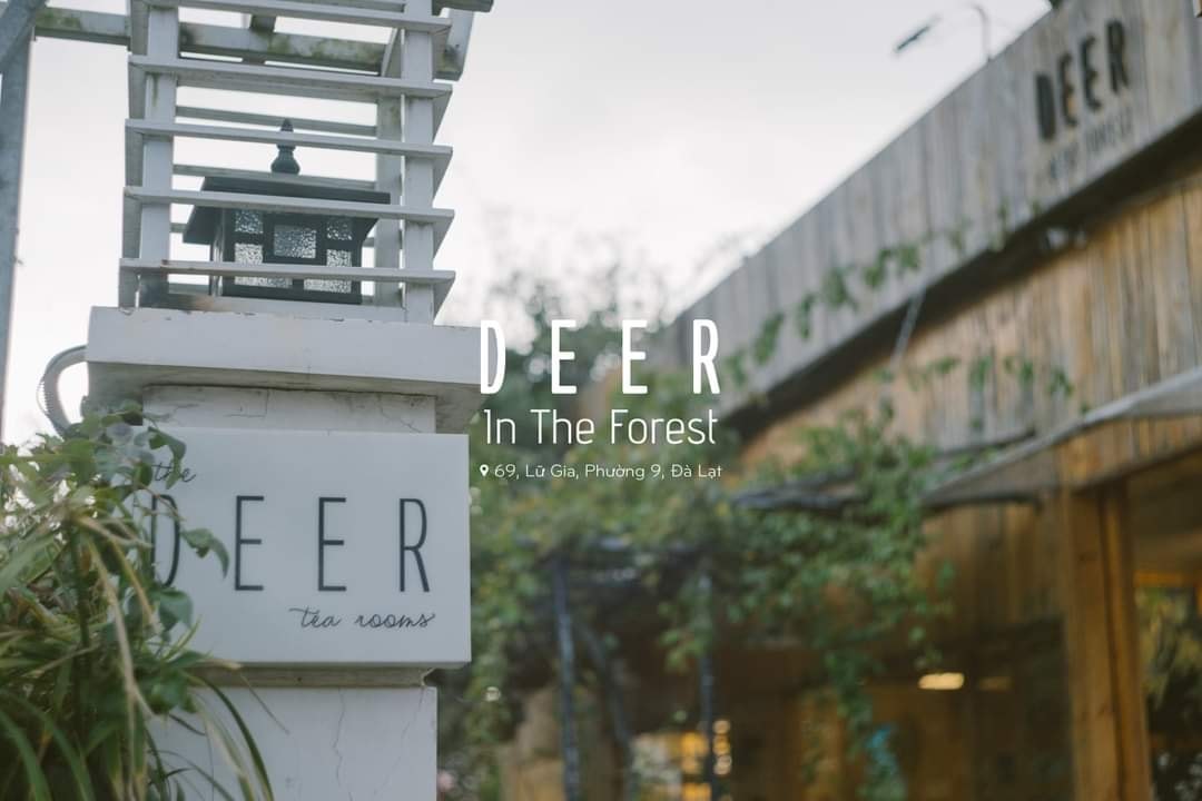 DEER in the forest, Đà Lạt