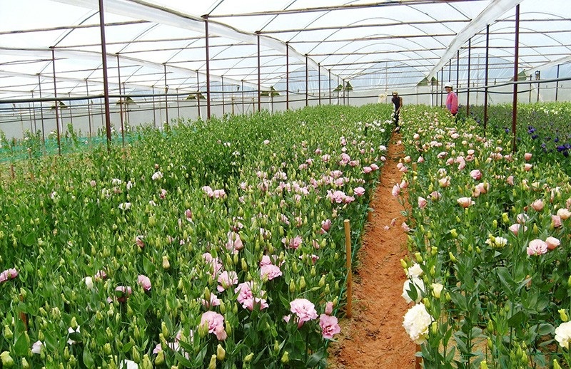 Làng hoa Vạn Thành Đà Lạt