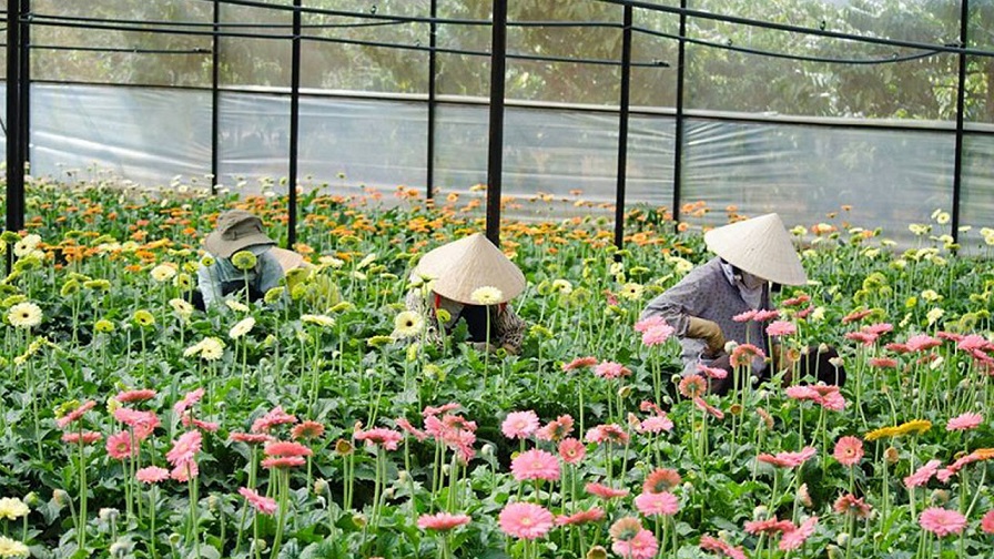 Làng hoa Vạn Thành Đà Lạt