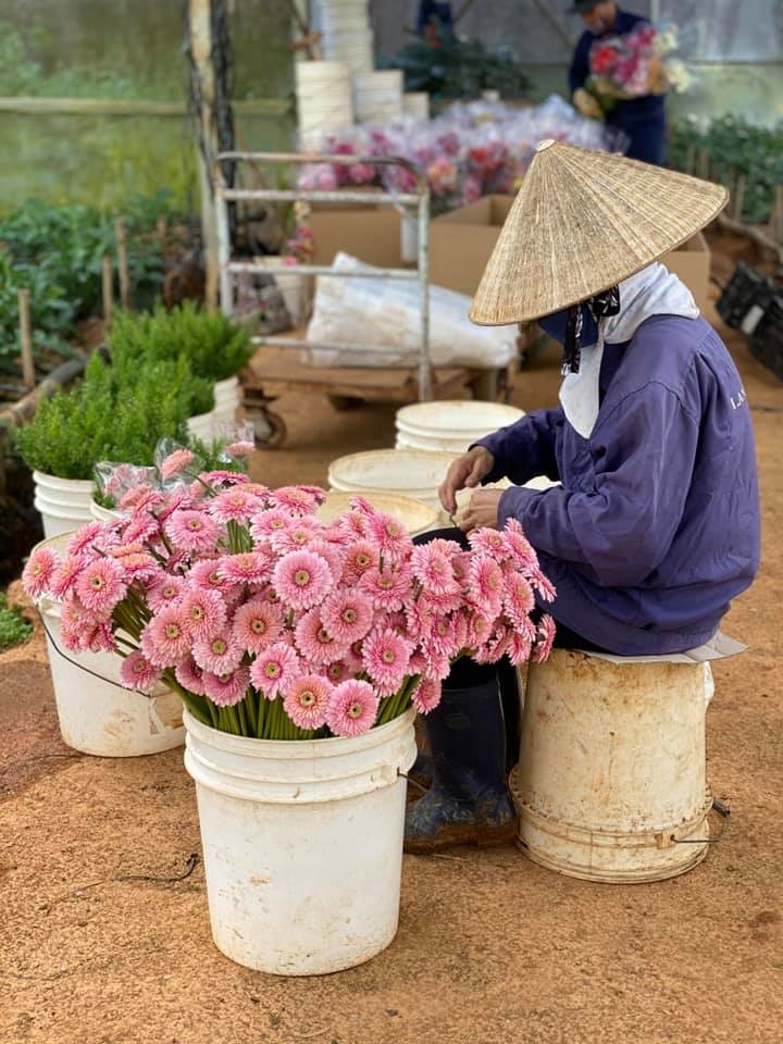 Tour trải nghiệm - Một ngày làm nông dân Đà Lạt