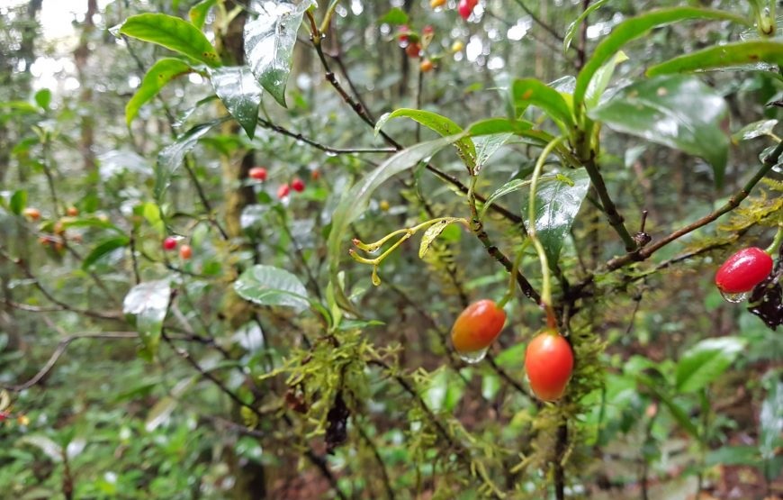 Tour Trekking tại vườn quốc gia Bidoup - Núi Bà