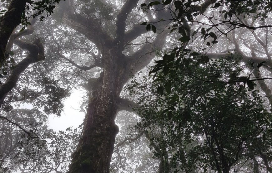 Tour Trekking tại vườn quốc gia Bidoup - Núi Bà