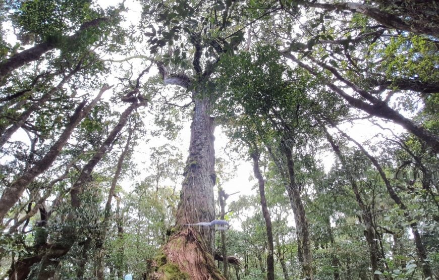Tour Trekking tại vườn quốc gia Bidoup - Núi Bà