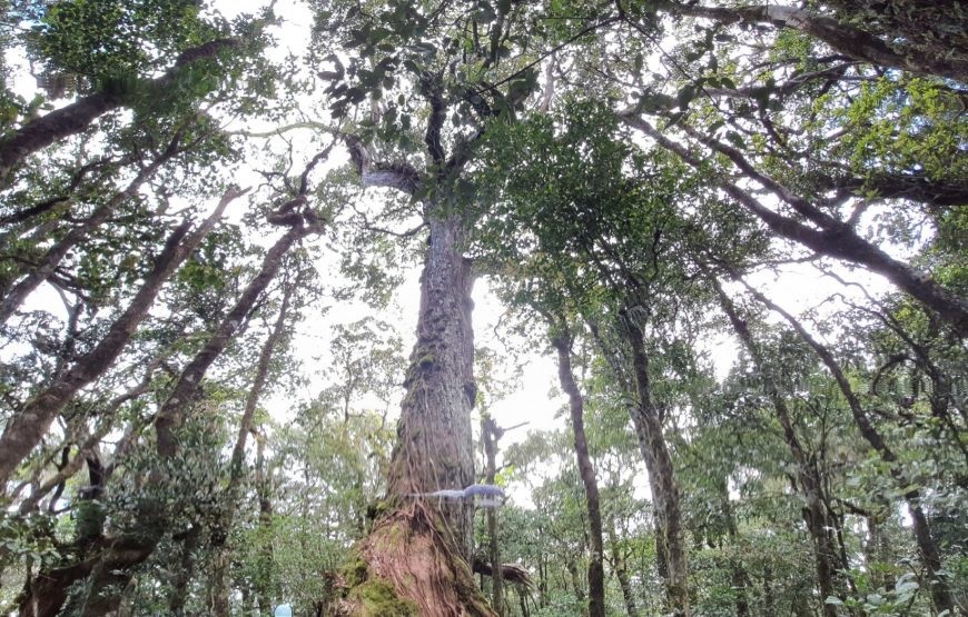 [Tgroup + Dala Travel] Tour Trekking tại vườn quốc gia Bidoup - Núi Bà