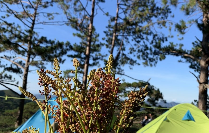 Tour Trekking Tà Năng – Phan Dũng 2N1Đ