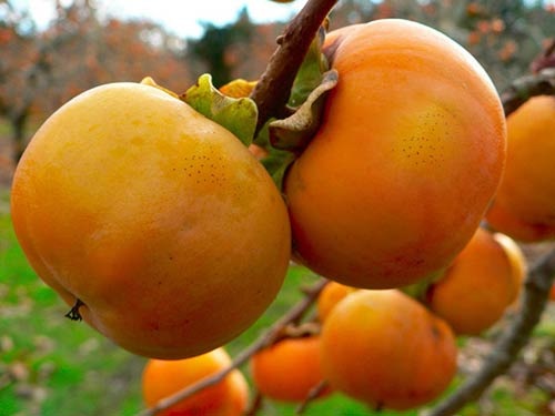 Tham quan vườn hồng Lễ Vân Đà Lạt