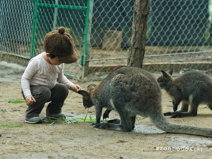 Tour tham quan sở thú Zoodoo Đà Lạt