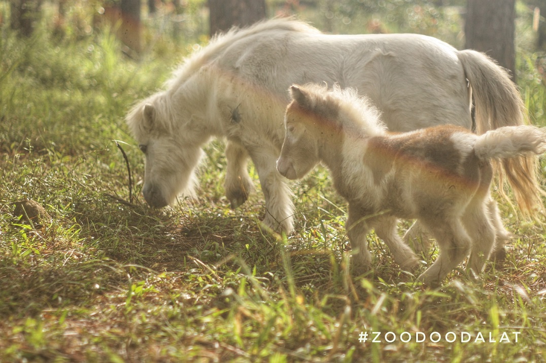 Zoodoo - Sở thú phong cách Úc tại Đà Lạt