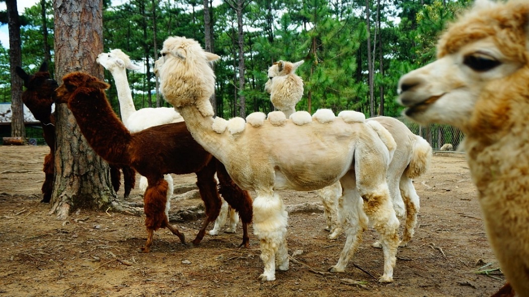 Tour tham quan sở thú Zoodoo Đà Lạt