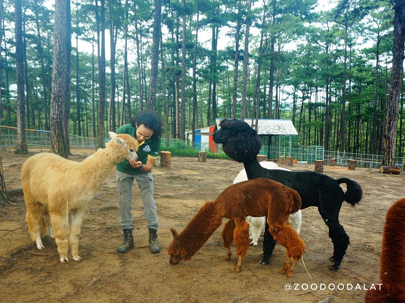 Zoodoo - Sở thú phong cách Úc tại Đà Lạt