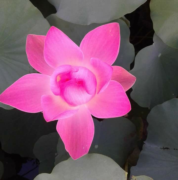 Hồ sen Tam Đa, Tp. HCM