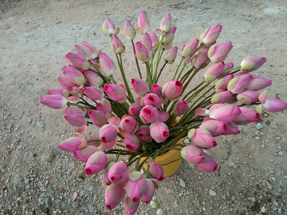 Hồ sen Tam Đa, Tp. HCM