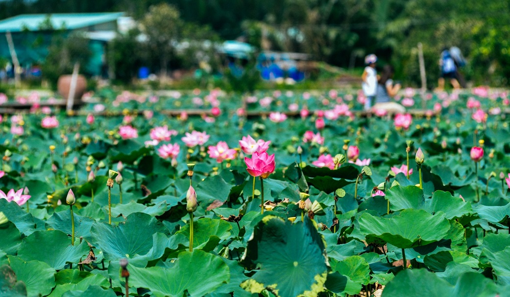 Hồ sen Tam Đa, Tp. HCM
