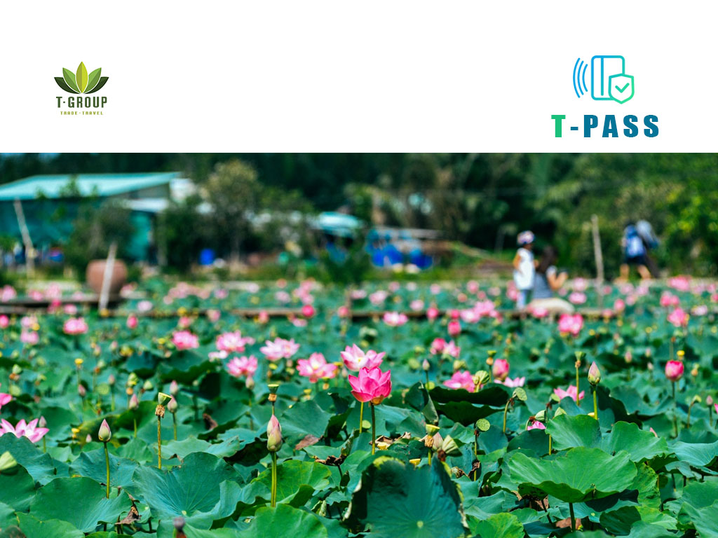 Hồ sen Tam Đa, Tp. HCM