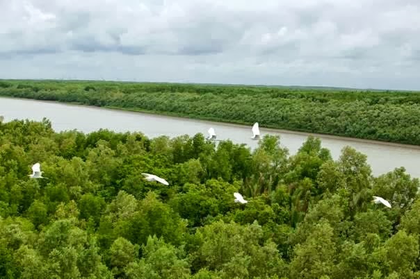 Day tour Cần Giờ: Tham quan Đảo khỉ và Rừng ngập mặn