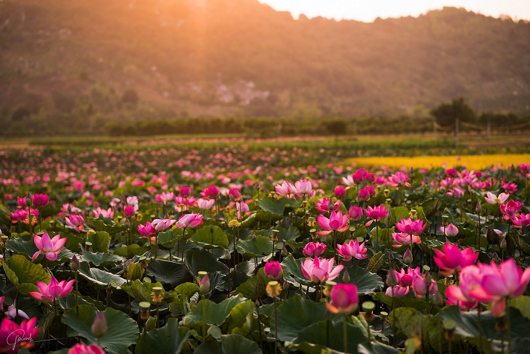 Cánh đồng sen Phước Đồng, Nha Trang 