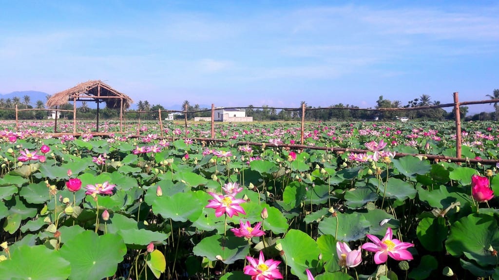 Cánh đồng sen Phước Đồng, Nha Trang 