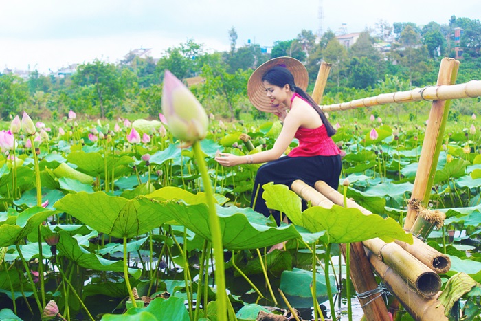 Cánh đồng sen Phước Đồng, Nha Trang 