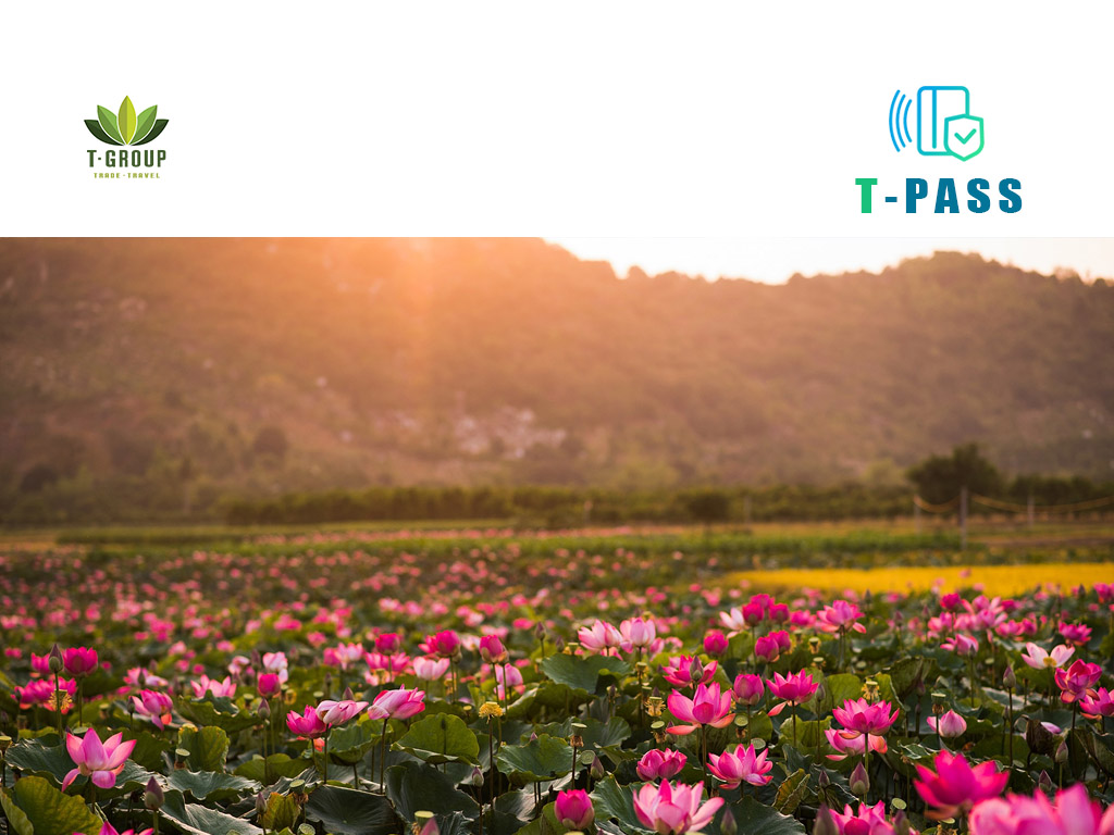 Cánh đồng sen Phước Đồng, Nha Trang 