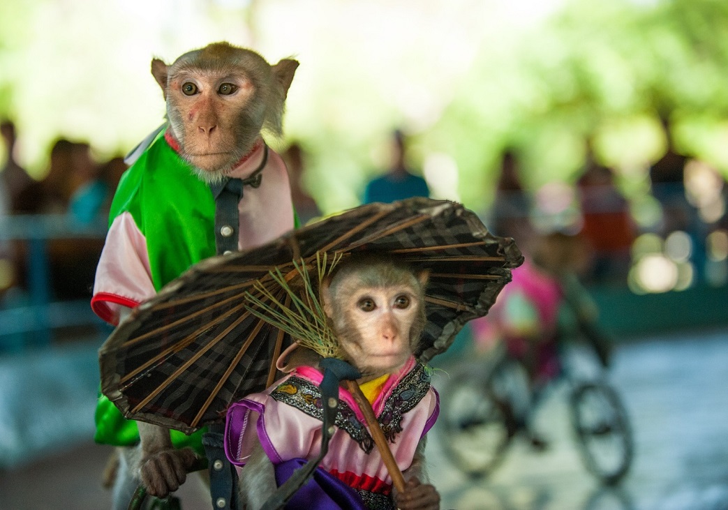 Tour Đảo khỉ - Suối hoa lan một ngày từ Nha Trang