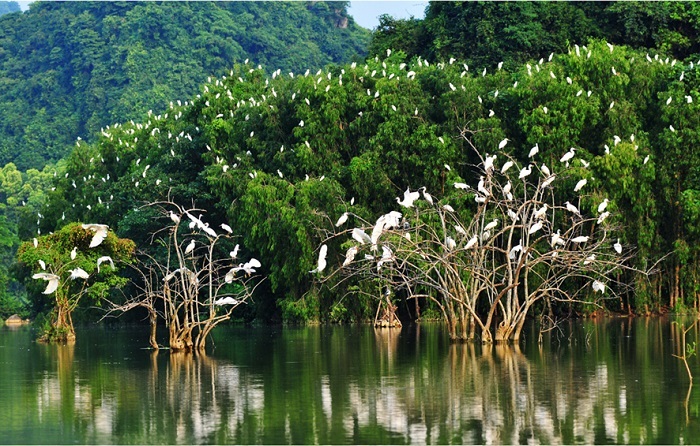 Khu Rừng Đước, Nha Trang 