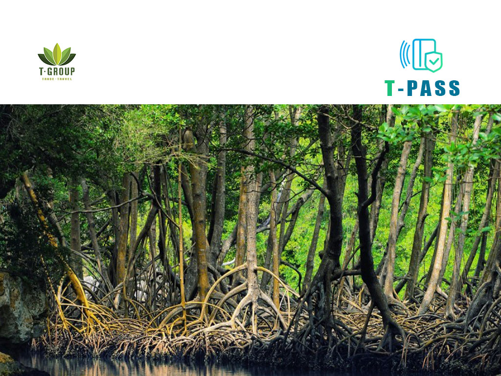 Khu Rừng Đước, Nha Trang 