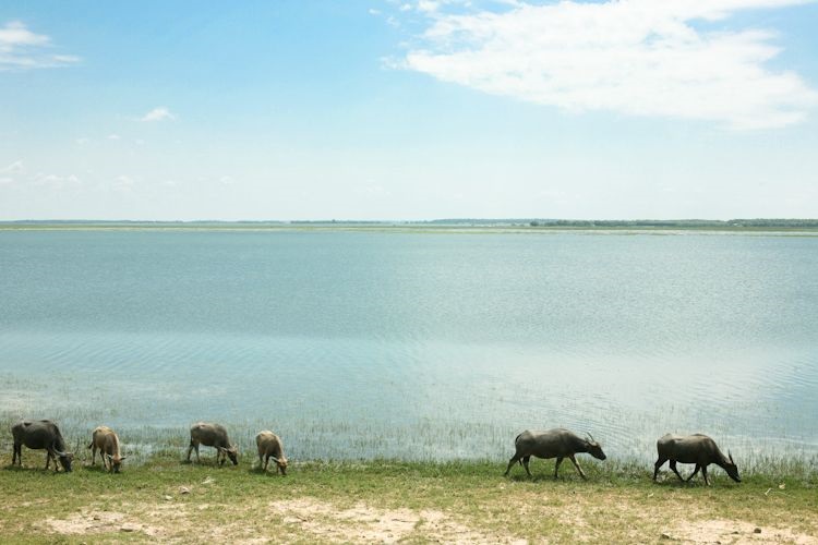 Hồ Dầu Tiếng, Tây Ninh