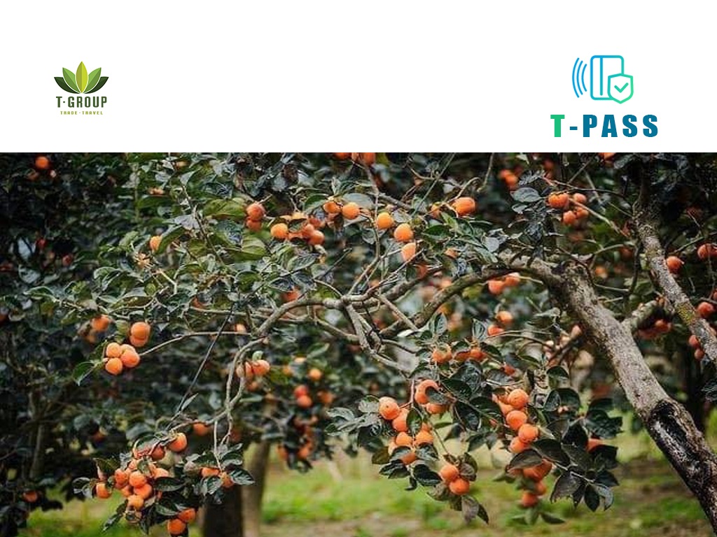 Cầu Đất Garden Coffee Đà Lạt