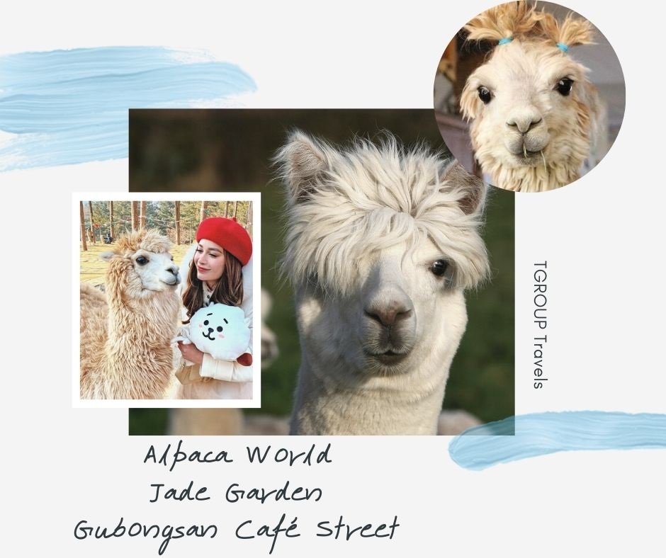 Thưởng thức khung cảnh Chuncheon tại Gubongsan Café Street, thăm Alpaca World và Jade Garden