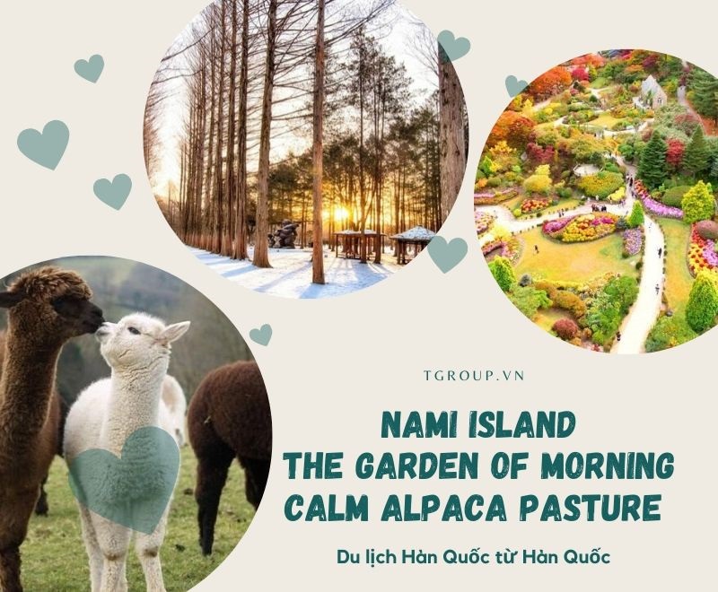 Khởi hành từ Seoul - Một ngày khám phá đảo Nami, The Garden of Morning Calm, Alpaca Pasture