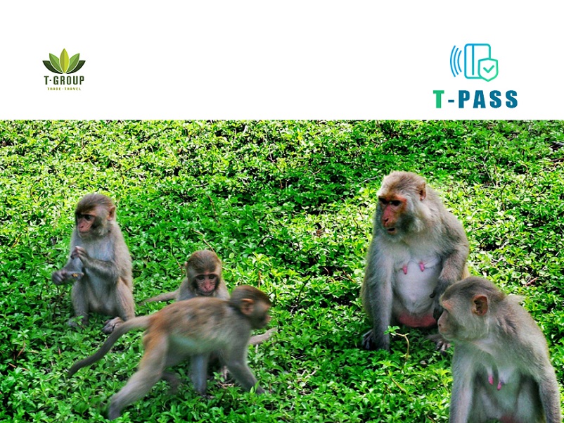 Tour Đảo khỉ - Suối hoa lan một ngày từ Nha Trang