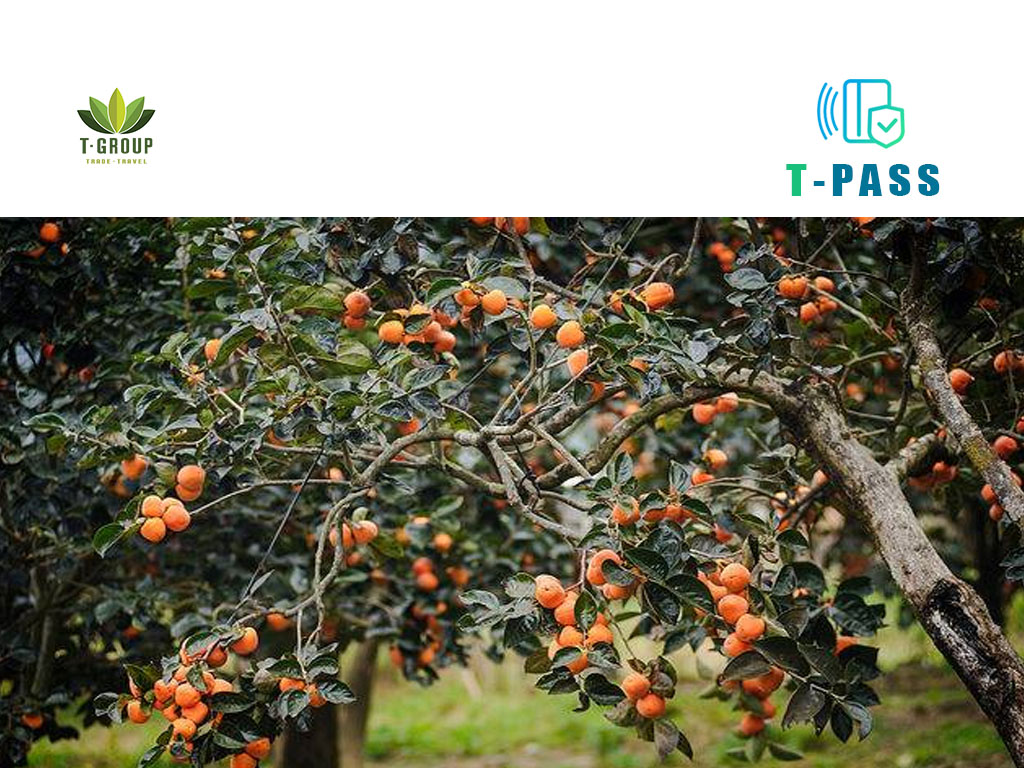 Tham quan vườn hồng Lễ Vân Đà Lạt