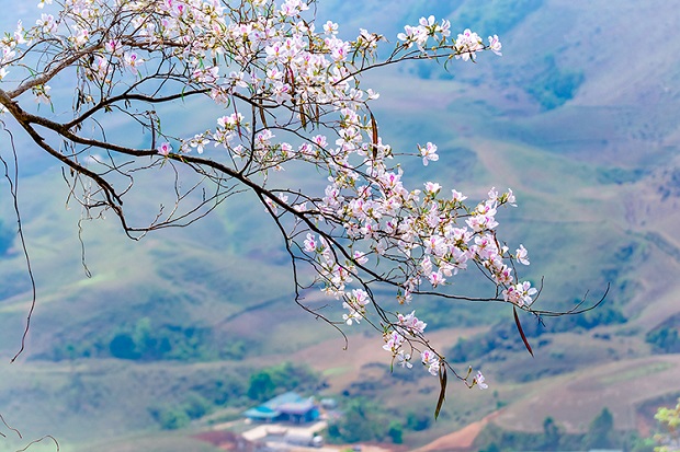 서북산의 자연미인 반꽃 Ban flower, the natural beauty of the northwestern mountains