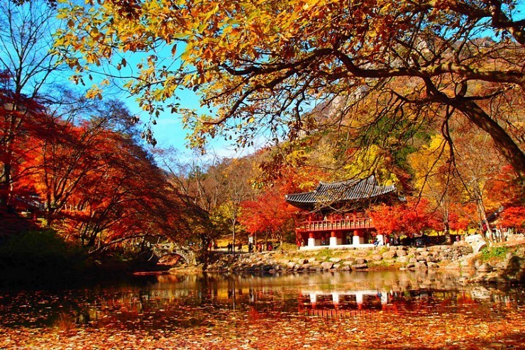 Chiêm ngưỡng vẻ đẹp của lá phong mùa thu tại lễ hội lá phong Baek Yang