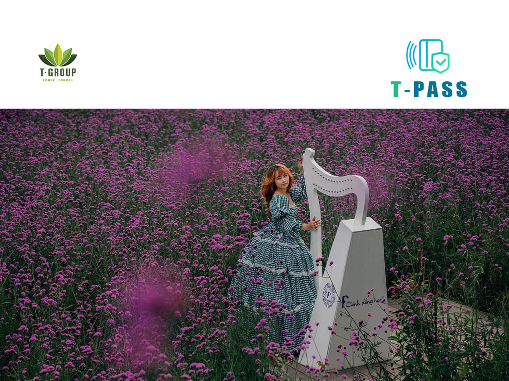 F cánh đồng hoa Đà Lạt 