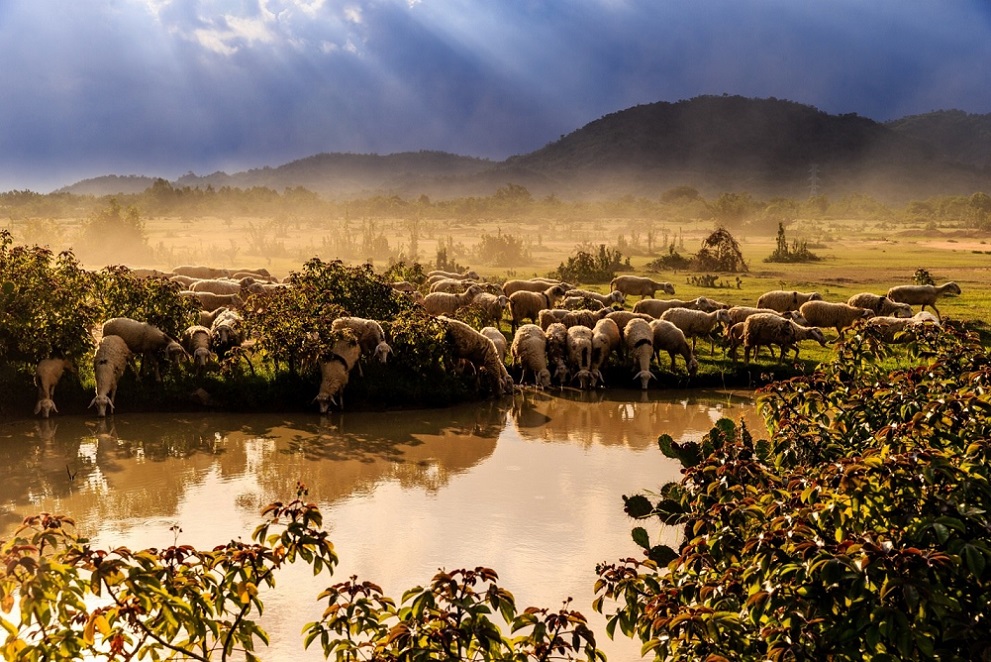 Tour Ninh Thuận 1 ngày từ Mũi Né